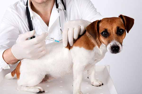 Vacinação em cães e gatos